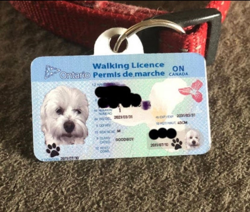 Dog licence tag deals